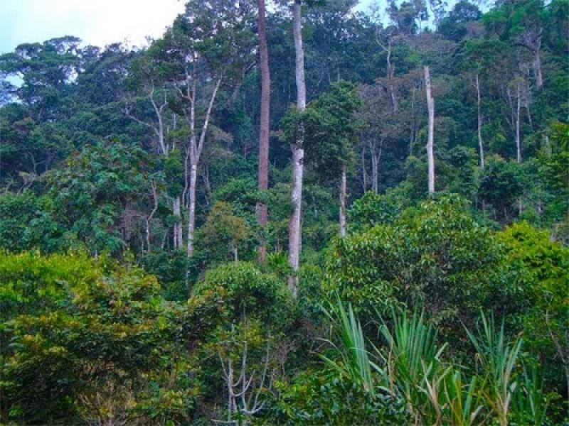 Serfor lidera actividades por la Semana Forestal Nacional 2018