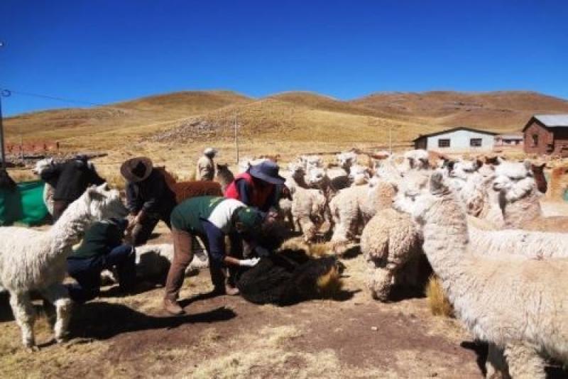 Siembran 12.040 hectáreas de pastos en Puno para enfrentar las heladas