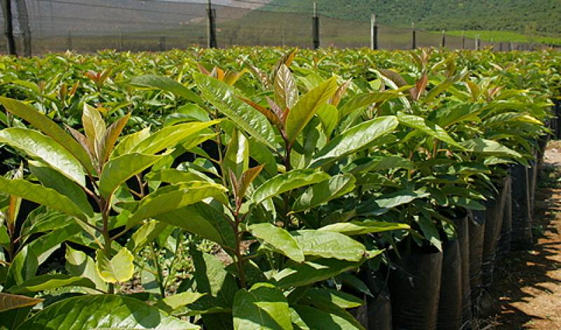 Siembran 236 plantones de palta Hass en la provincia de Bolívar