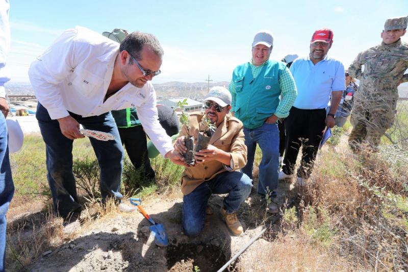 Siembran mil queñuales en la parte alta de Paucarpata