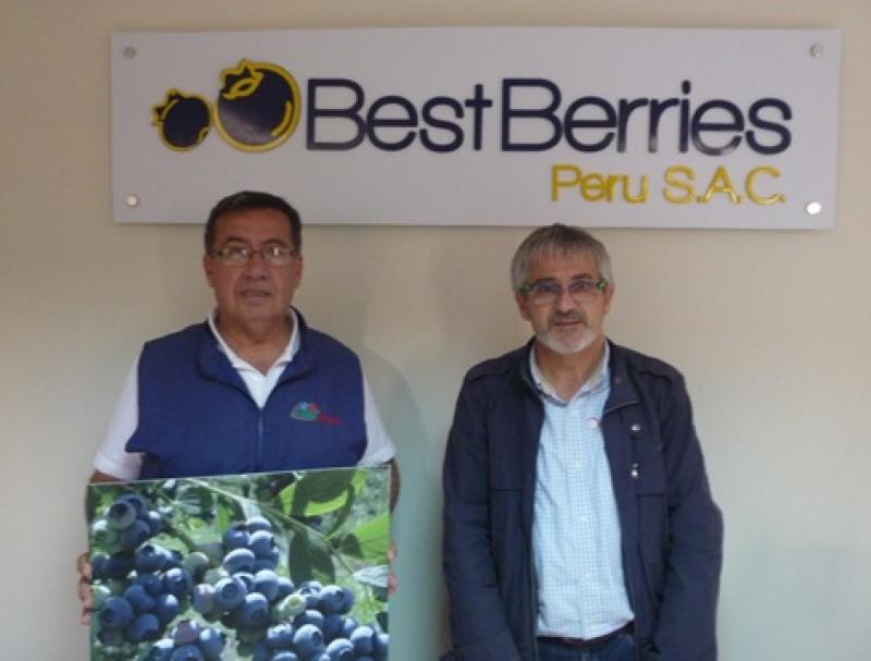 SIERRA EXPORTADORA Y BEST BERRIES PROMUEVEN CULTIVO DE ARÁNDANOS
