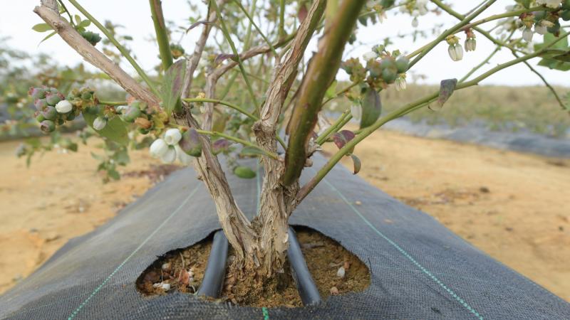 Siete prácticas de riego de precisión para lograr arándanos más firmes y resistentes
