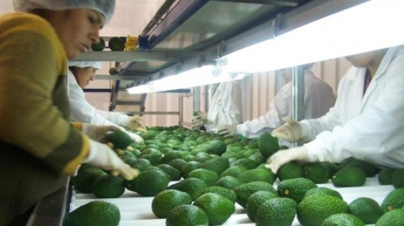 S&M Foods prepara envíos de paltas frescas a Estados Unidos