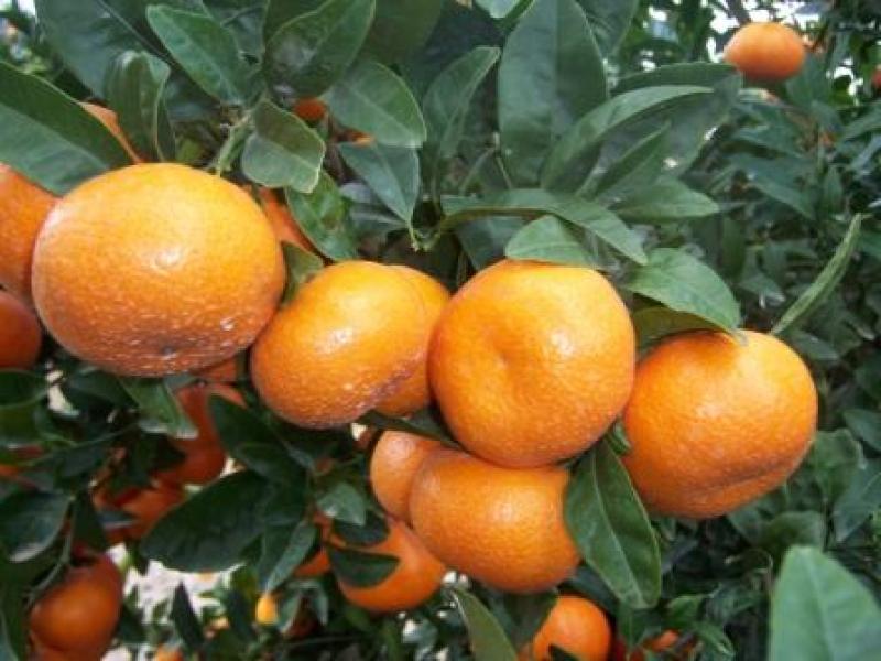 Sociedad Agrícola Hualcara ampliará cultivos de mandarina