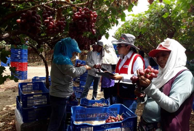 Sunafil logró que agroindustrias formalicen a 4.603 trabajadores