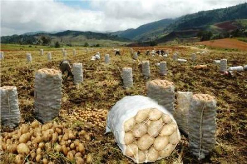 Superficie de cultivo en La Libertad crecería 8.38% en la campaña 2016/2017