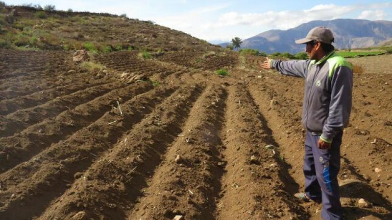 Tacna: rehabilitan 1.078 hectáreas de andenes con una inversión de S/ 10.664.850