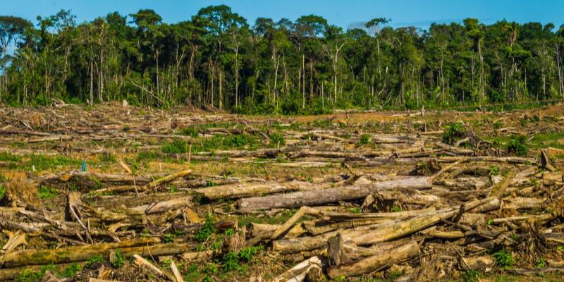 Tasa de deforestación en Amazonía disminuyó 50% durante últimos quince años