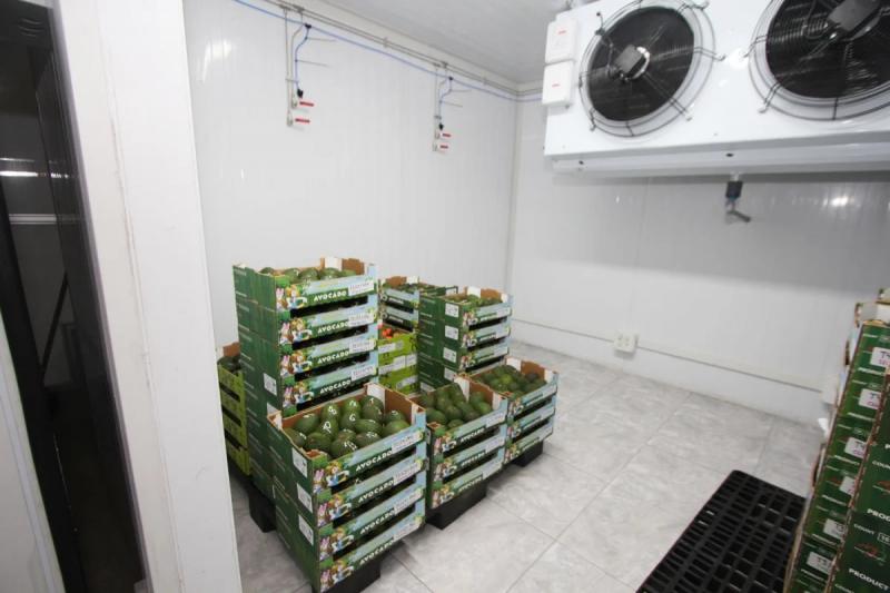 Tecnología y calidad de la palta en destino