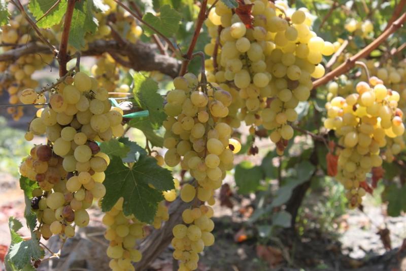 Tendencia saludable incrementa la exportación de frutas y hortalizas
