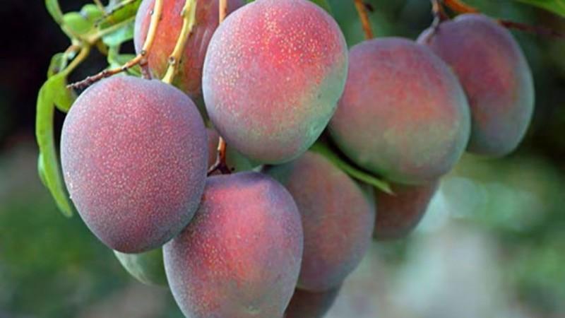 Traslape en noviembre: Perú, Brasil y Ecuador coincidirán con mango en mercados de destino