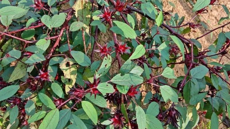 Tumbes apuesta por la flor de Jamaica: piloto proyecta rentabilidad superior al 40 %