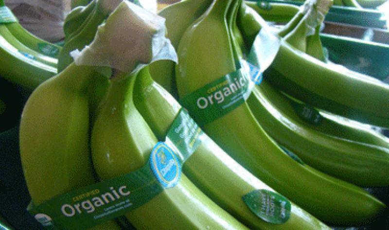 Tumbes crea el Programa Regional Estratégico del Banano Orgánico