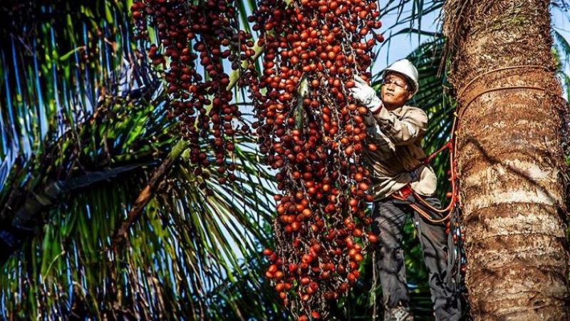 Ucayali: promueven acceso de productores a programa de apoyo financiero Fondo Agroperú