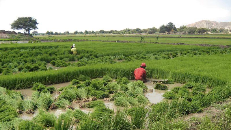 Un Niño con riesgo acotado para el sector agro
