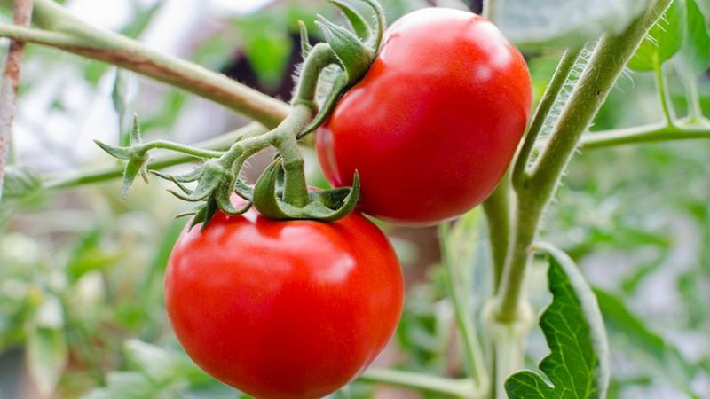 Una investigación revela cómo logra infectar la salmonella las plantas antes de la cosecha