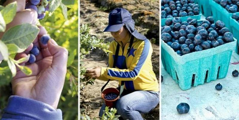 UNALM  dictará curso de actualización profesional en el manejo agronómico de arándanos