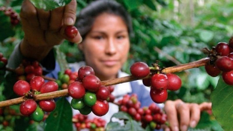 Unas 60.000 hectáreas de café se reconvirtieron en tres años