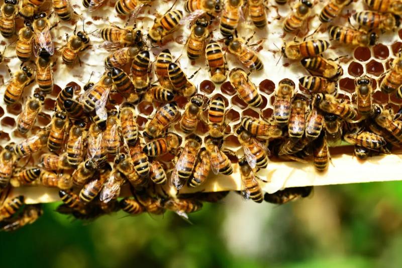USDA autoriza la primera vacuna del mundo para abejas melíferas