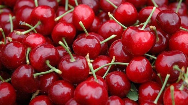 USDA: Producción mundial de cerezas se cuadriplicó en los últimos 10 años