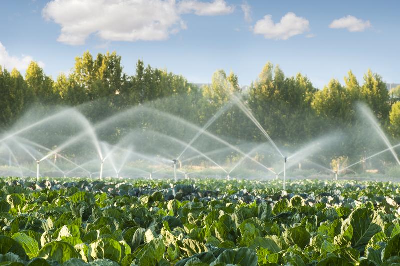 Uso eficiente del Nitrógeno en los suelos reduce la pérdida de agua a una tercera parte