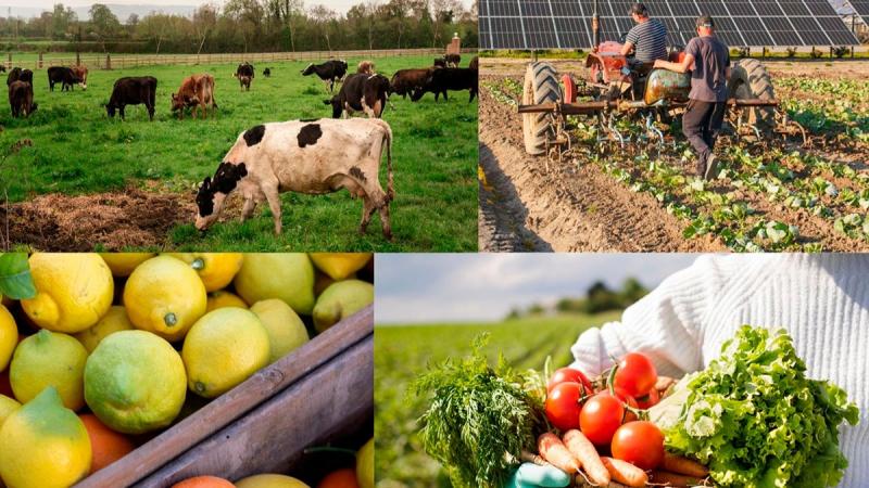 Valor de la producción agropecuaria creció 2.4% en el primer bimestre de 2026