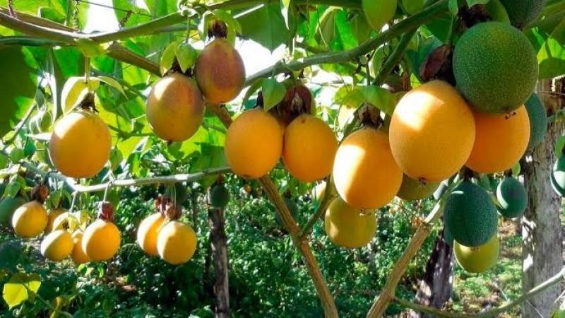 Valor total de la producción peruana de pasifloras alcanzó los S/ 250 millones en 2025