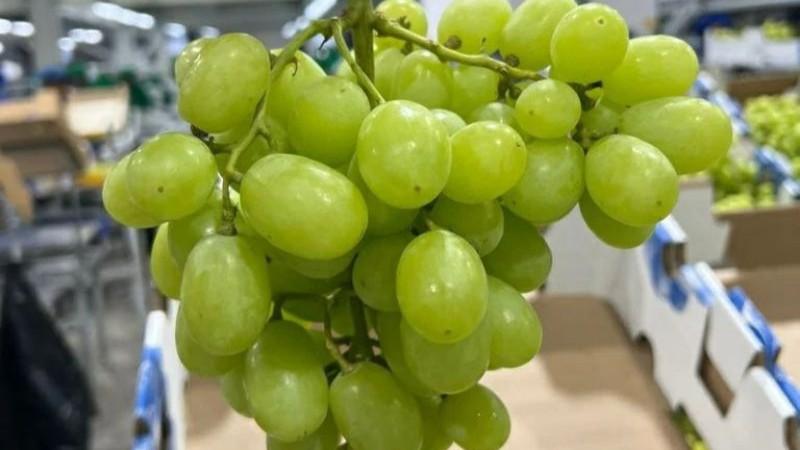 Vanguard Internacional cerró campaña de uva de mesa 2024-2025 con nuevo récord en exportaciones