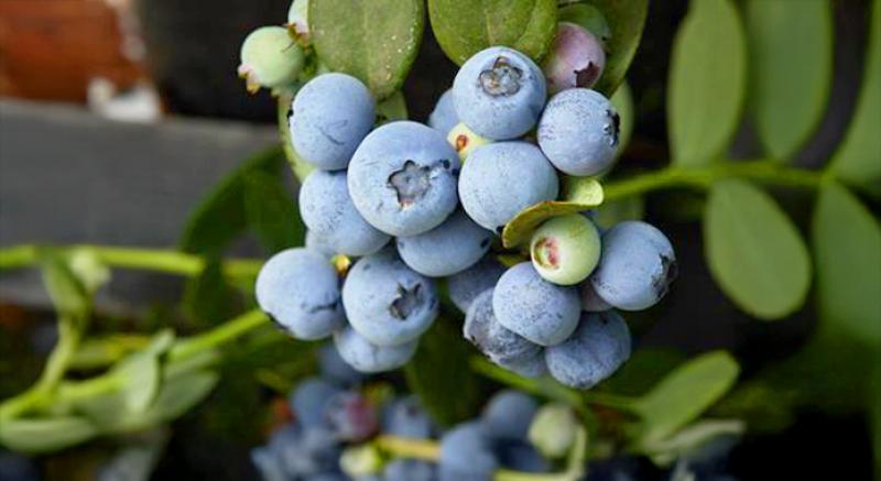 Variedades de arándanos Sekoya representarán más del 20% de las exportaciones de Perú