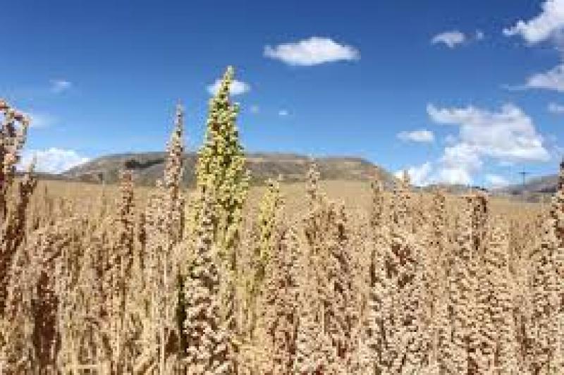 WIRACCOCHA EXPORTARÍA 3200 TONELADAS DE QUINUA ORGÁNICA EN 2015
