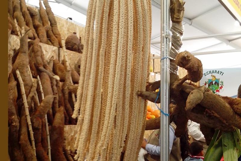 YUCAS DE HASTA 12 KILOS SORPRENDEN EN MISTURA 2013