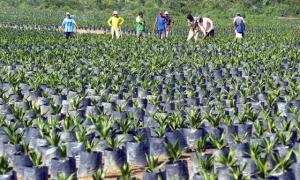  ‘HAY 500 MIL HAS DEFORESTADAS APTAS PARA BIOCOMBUSTIBLES’