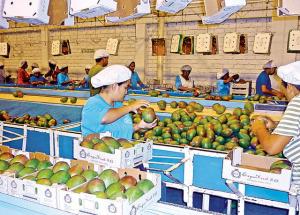 “CAMPAÑA DE EXPORTACIÓN DE MANGO COMENZÓ DE MANERA TÍMIDA”
