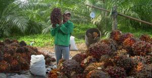 “MEDIDAS A FAVOR DE PALMICULTORES ESTARÍAN LISTAS EN DOS SEMANAS”