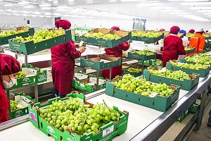 2023: Exportaciones peruanas de uva fresca alcanzaron las 664.369 toneladas por US$ 1.795 millones
