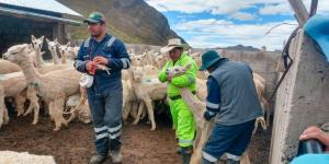 45.526 cabezas de ganado ovino y camélidos sudamericanos fueron dosificados en Junín