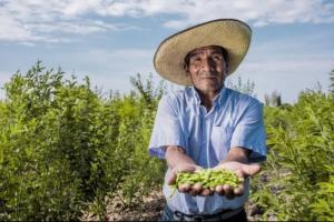 82% de las tierras dedicadas a leguminosas son de agricultura familiar