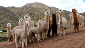 92.700 productores se dedican a la crianza de alpaca en nuestro país