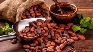 A noviembre de 2025, se registraron 323 exportadores de cacao y derivados