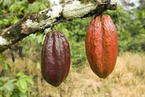 ACOPAGRO EXPORTARÁ 5.000 TONELADAS DE GRANOS DE CACAO ORGÁNICO EN 2014 