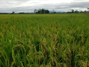 Actores de la cadena del arroz en Perú identifican oportunidades para aumentar la resiliencia y la sostenibilidad del cultivo ante el cambio climático