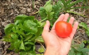 Acusan a la agricultura ecológica de ocasionar un mayor impacto climático que la convencional