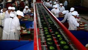 ADEX: Agroindustria concentra el mayor número de empresas exportadoras en primer semestre de 2023
