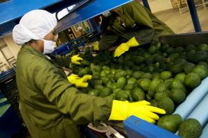 ADEX: exportaciones agroindustriales reducirán su dinamismo de crecimiento en los siguientes años