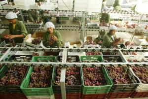 ADEX: exportaciones peruanas de uva de mesa sumaron US$ 899.203.000 entre enero y octubre de 2023, mostrando un aumento de +30.3%