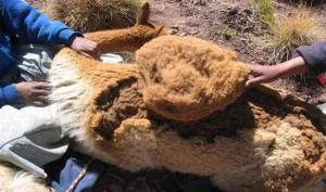 ADEX solicita crear mesa de trabajo de la vicuña a fin de diversificar su oferta