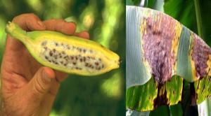 ADN de hongo que causa la Sigatoka Negra fue descifrado