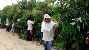 Agrícola Cerro Prieto busca comprar 1.200 hectáreas cultivables en Colombia