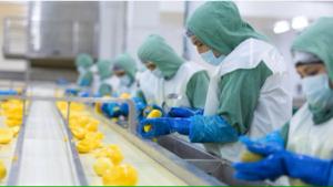 Agrícola Chavín a la conquista de China y Australia: el mango será la fruta clave