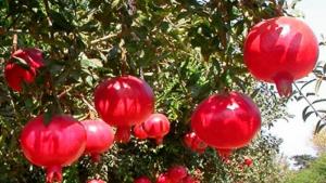 Agrícola Pampa Baja exportó 2.500 toneladas de granadas en la campaña 2025